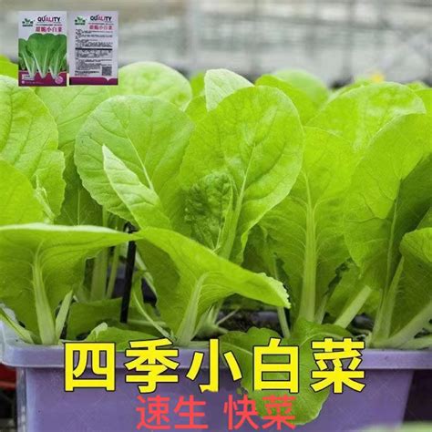 種植教學|新手種菜推薦：小白菜栽種教學｜食農教育資訊整合平